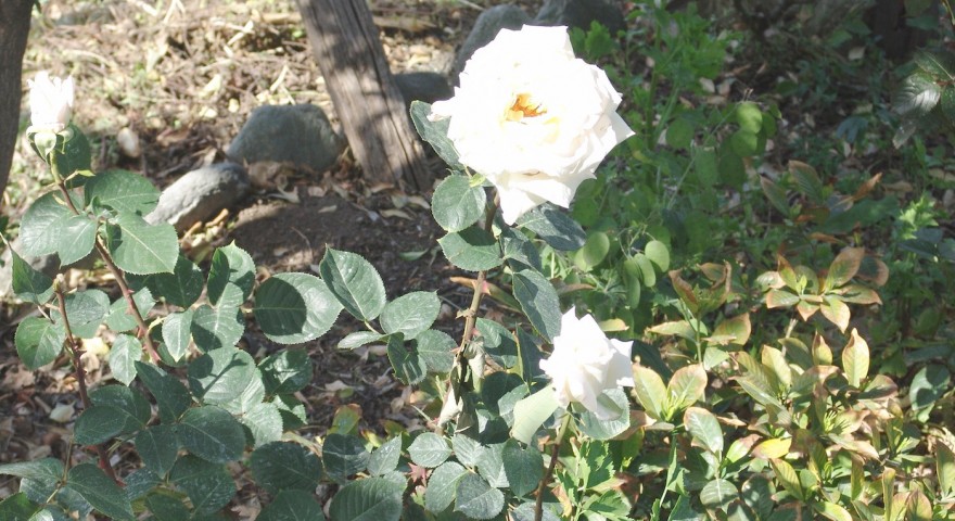 DSC05781